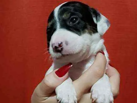 Cachorro raça Srd idade Abaixo de 2 meses nome Snoop