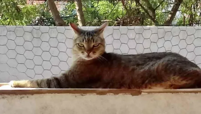 Gato raça Srd idade 2 anos nome Ruivo 