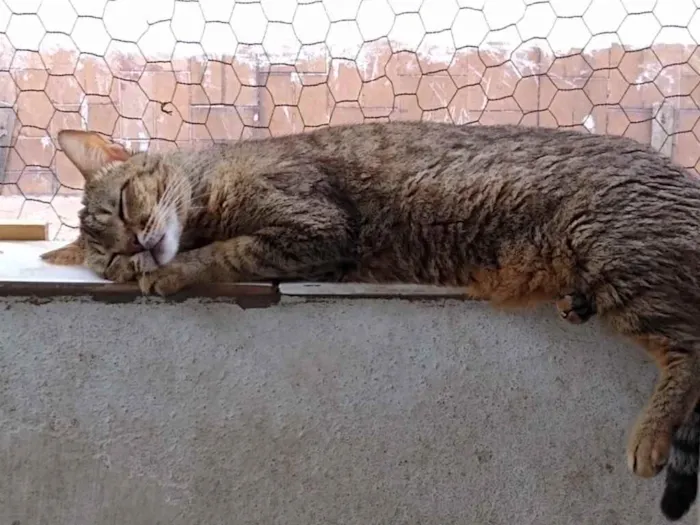 Gato raça Srd idade 2 anos nome Ruivo 