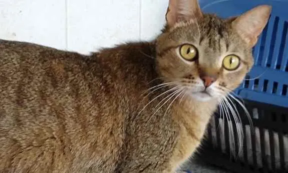 Gato raça Srd idade 2 anos nome Ruivo 
