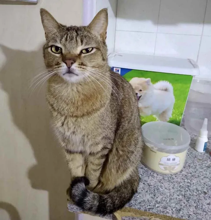 Gato raça Srd idade 2 anos nome Ruivo 