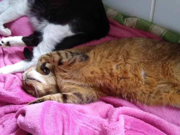 Gato raça Srd idade 2 anos nome Ruivo 