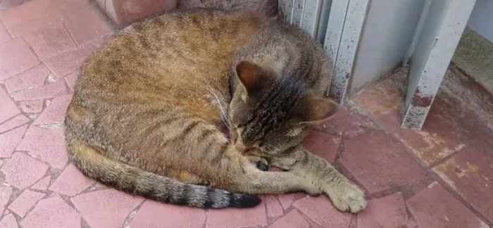Gato raça Srd idade 2 anos nome Ruivo 
