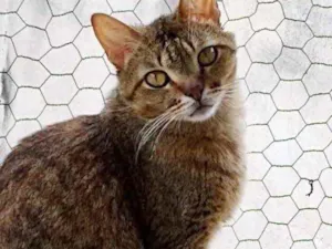 Gato raça Srd idade 2 anos nome Ruivo 