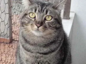 Gato raça Srd idade 1 ano nome Tom gorduchinho 