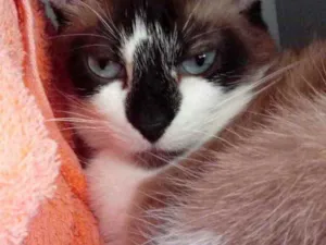 Gato raça Srd  idade 1 ano nome Branca 