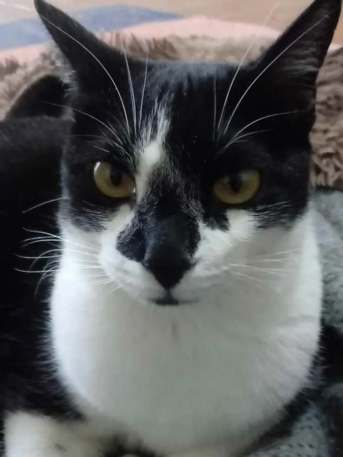 Gato raça Srd idade 1 ano nome Linguiça 