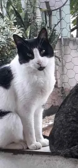 Gato ra a Srd idade 1 ano nome Pitoco 