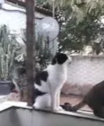 Pitoco