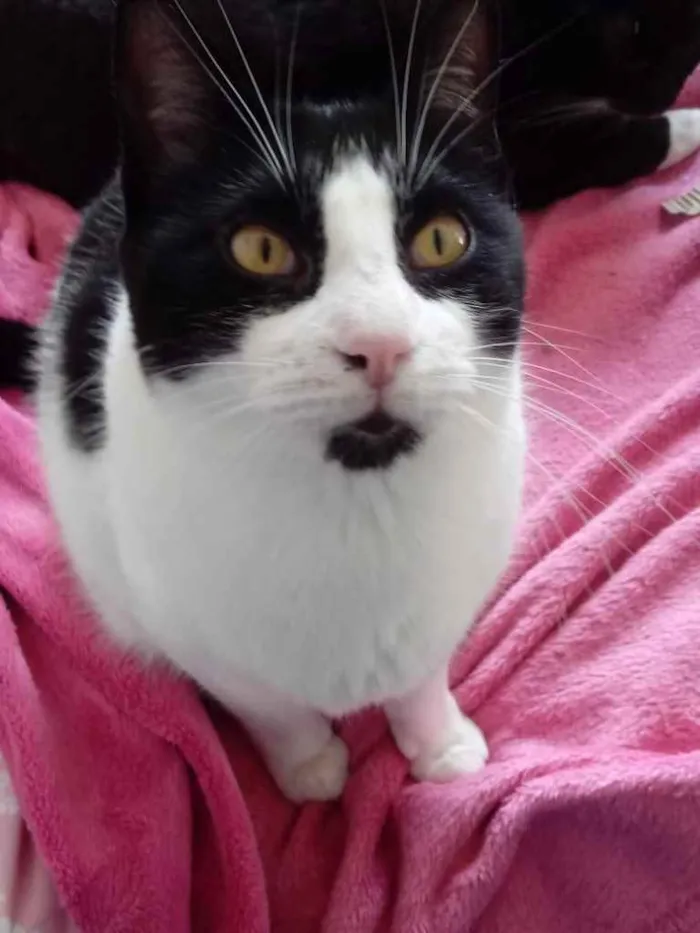 Gato ra a Srd idade 1 ano nome Pitoco 