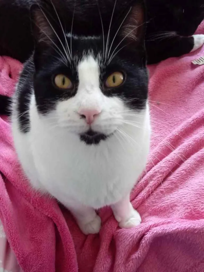 Gato ra a Srd idade 1 ano nome Pitoco 