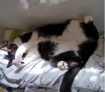 Gato ra a Srd idade 1 ano nome Pitoco 