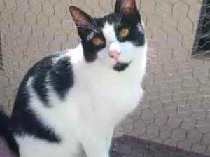 Gato raça Srd idade 1 ano nome Pitoco 