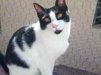 Gato ra a Srd idade 1 ano nome Pitoco 