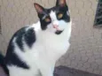 Pitoco