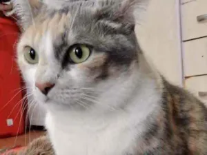 Gato raça Srd idade 1 ano nome Fumaça 