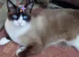 Gato raça Std idade  nome Bolacha 