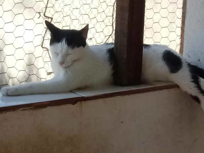 Gato raça Srd idade 1 ano nome Cherry