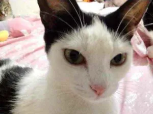 Gato raça Srd idade 1 ano nome Cherry