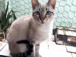 Gato raça Srd  idade 2 a 6 meses nome Biscoito bb lindo 