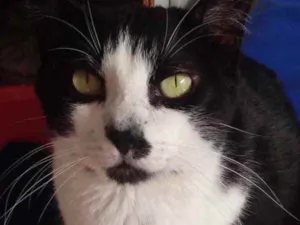 Gato raça Srd  idade 3 anos nome Diego 