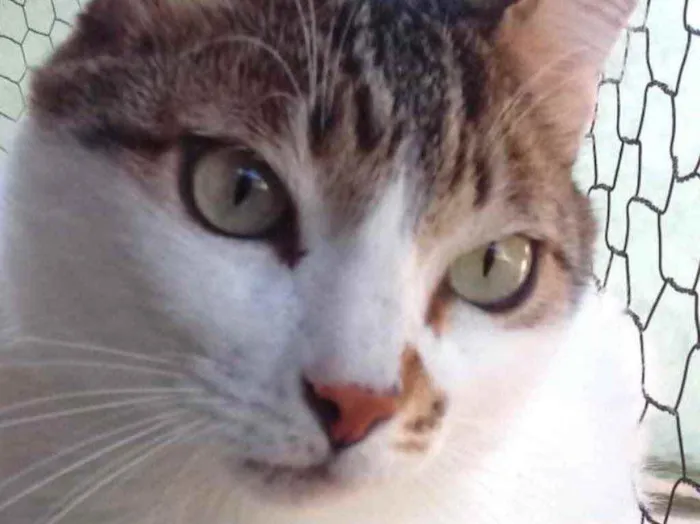 Gato raça Srd idade 3 anos nome Branquinho 