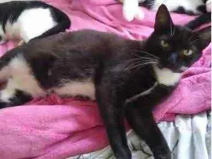 Gato raça Srd idade 2 anos nome Ariane 