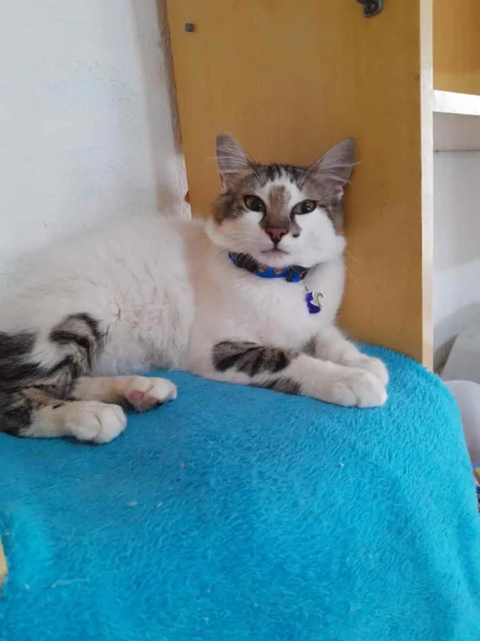 Gato raça Srd idade 1 ano nome Shake 