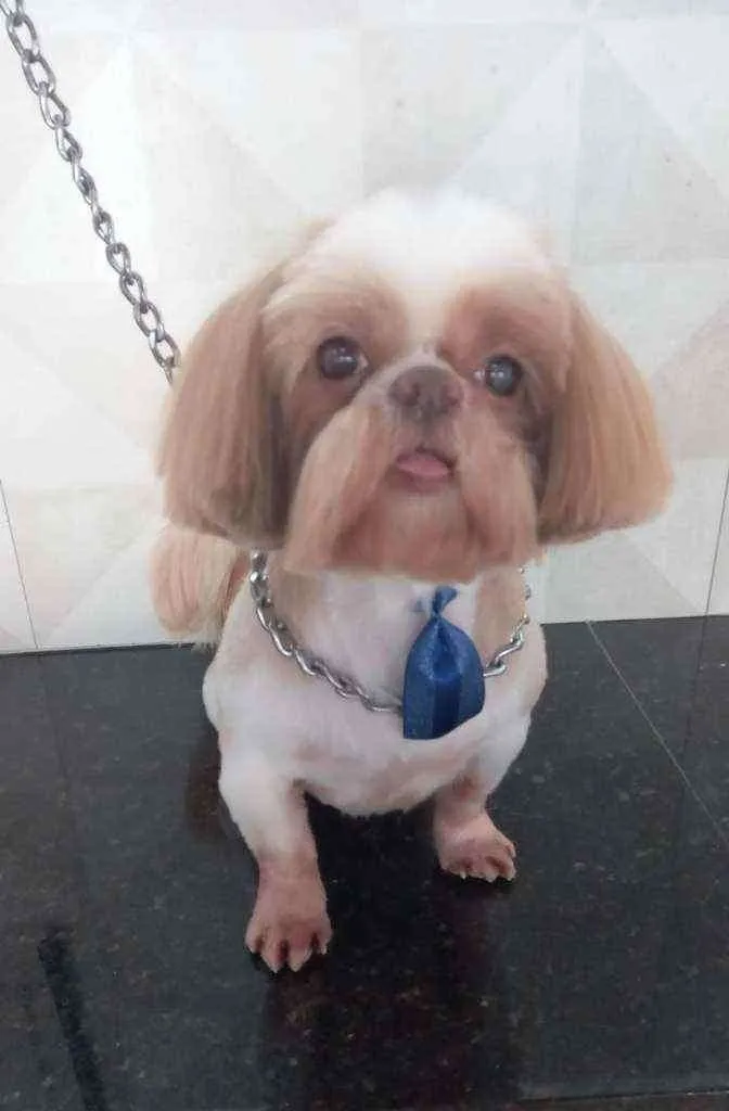 Cachorro raça Shithzu idade 6 ou mais anos nome Dom