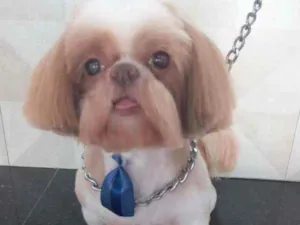 Cachorro raça Shithzu idade 6 ou mais anos nome Dom