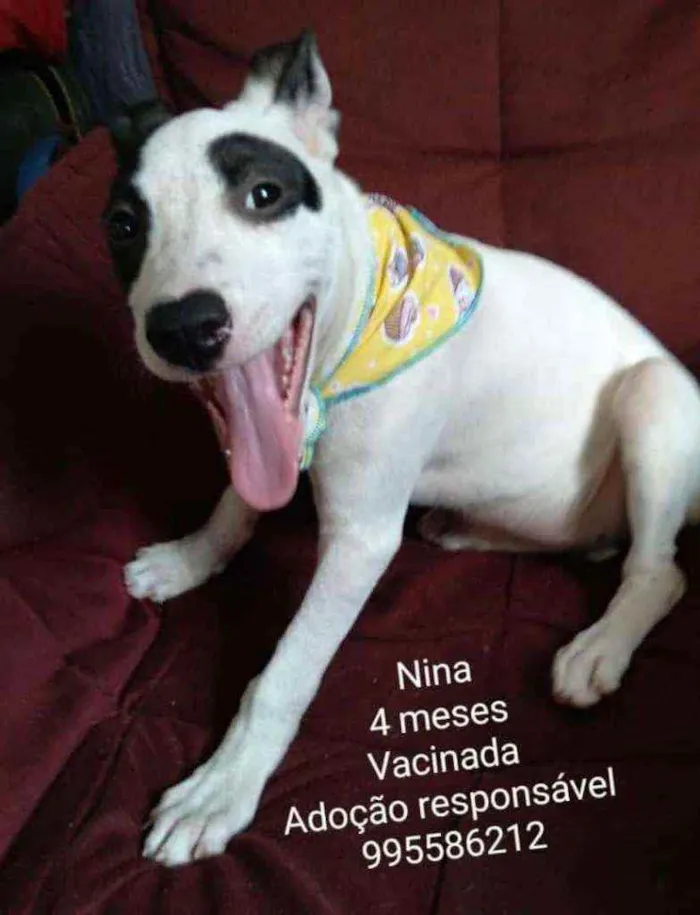 Cachorro ra a SRD idade 2 a 6 meses nome Nina