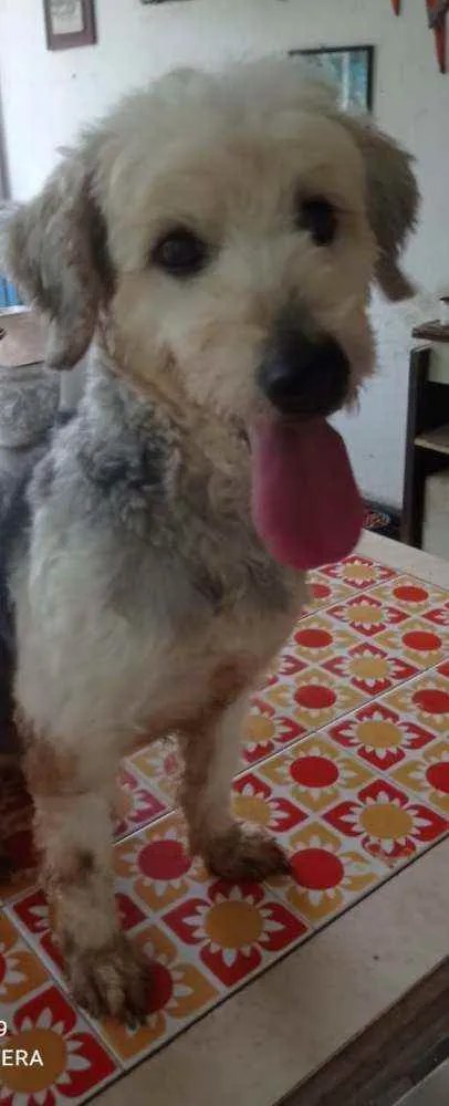 Cachorro ra a Poodle idade 4 anos nome Alana