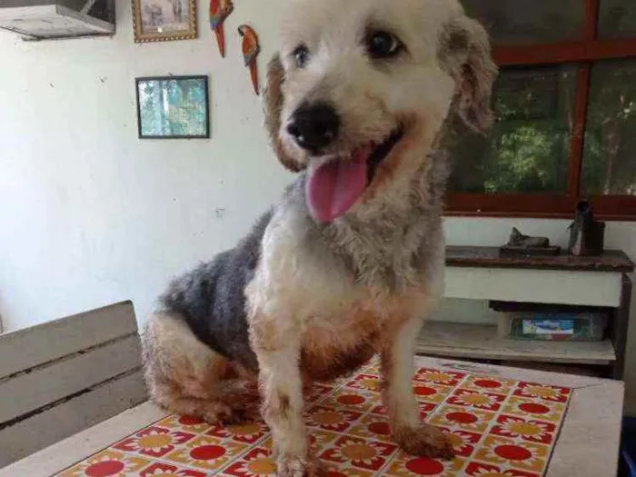 Cachorro ra a Poodle idade 4 anos nome Alana