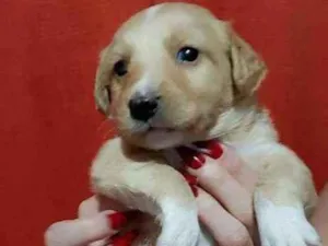 Cachorro raça Srd idade Abaixo de 2 meses nome Bebê 