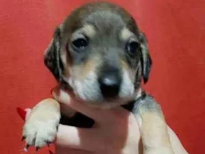 Cachorro raça Srd idade Abaixo de 2 meses nome Neném