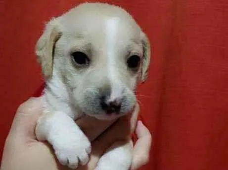 Cachorro raça Srd idade Abaixo de 2 meses nome Bolt