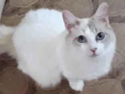 Gato raça Srd idade 7 a 11 meses nome Belinha bb Linda 