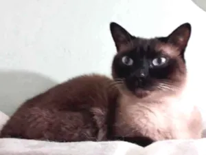 Gato raça Siamês  idade 1 ano nome Nick lindo 