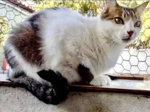 Gato raça Srd idade 3 anos nome Branquinho 