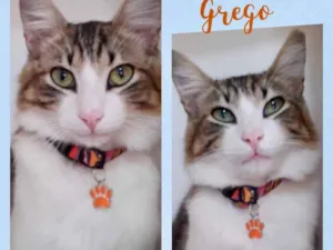Gato raça Srd idade 1 ano nome Grego 