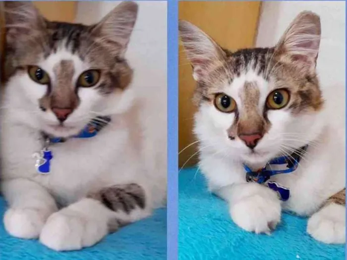 Gato raça Srd idade 1 ano nome Shake 