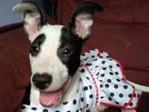Cachorro raça SRD idade 2 a 6 meses nome Nina