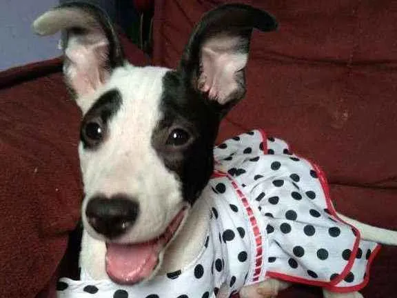 Cachorro ra a SRD idade 2 a 6 meses nome Nina