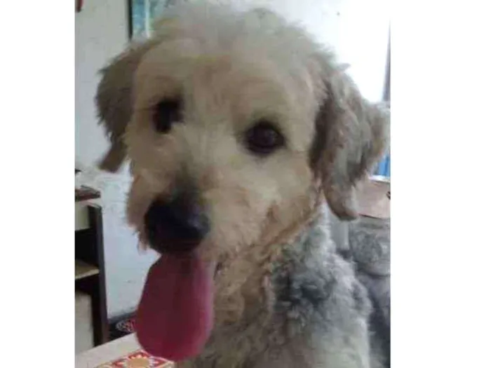 Cachorro ra a Poodle idade 4 anos nome Alana