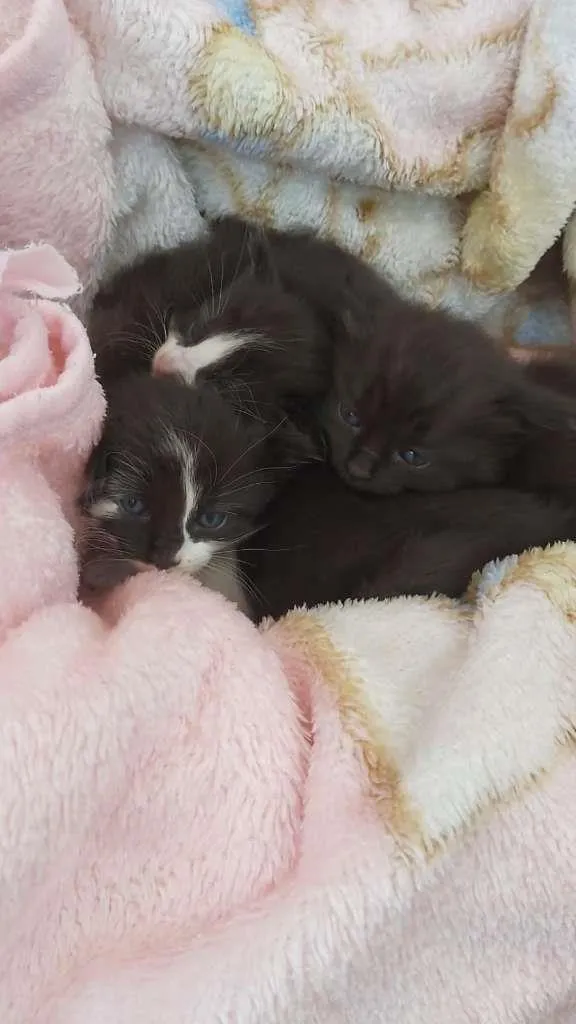 Gato raça SRD-ViraLata idade 2 a 6 meses nome Gatinhos Filhotes