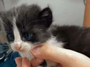 Gato raça SRD-ViraLata idade 2 a 6 meses nome Gatinhos Filhotes