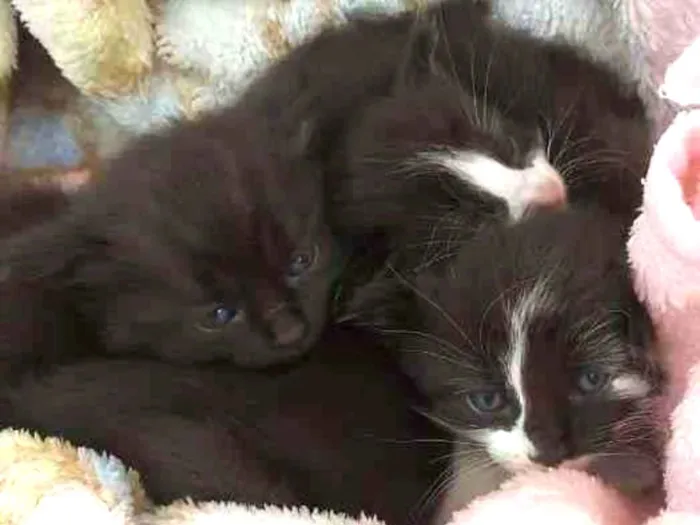 Gato raça SRD-ViraLata idade 2 a 6 meses nome Gatinhos Filhotes