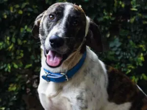 Cachorro raça sem raça idade 2 anos nome Trevo