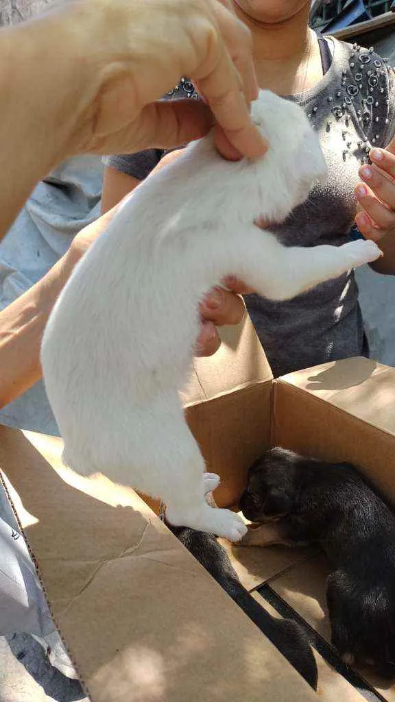 Cachorro raça SRD idade Abaixo de 2 meses nome Monica e Luizinho