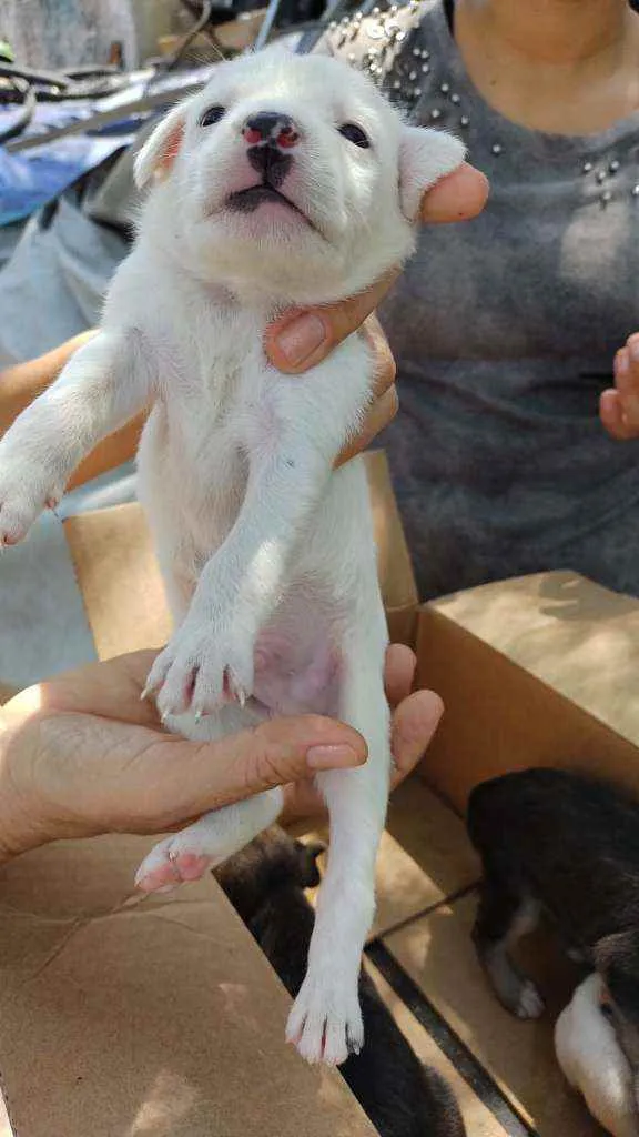 Cachorro raça SRD idade Abaixo de 2 meses nome Monica e Luizinho